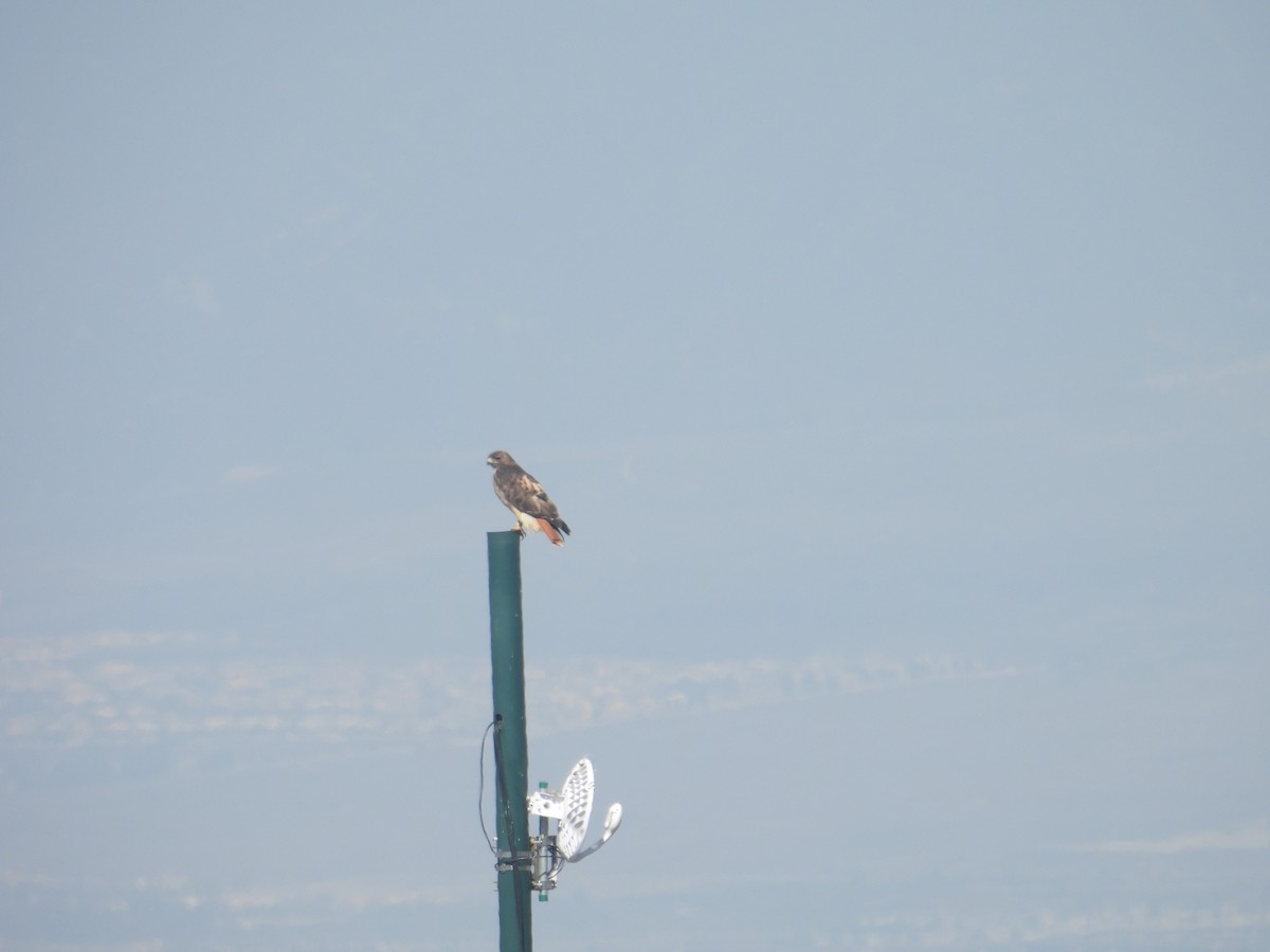 Red-tailed Hawk - ML609532787