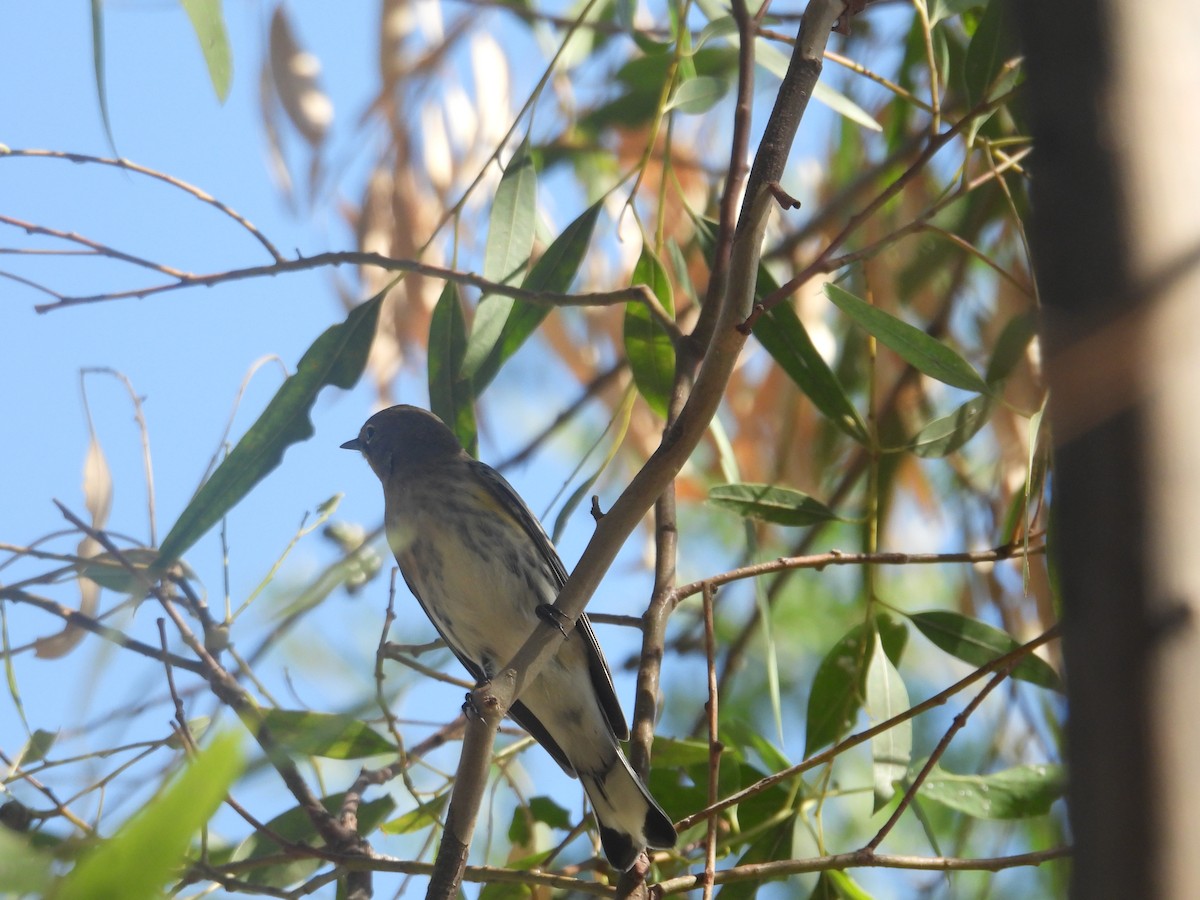 Yellow-rumped Warbler (Audubon's) - ML609532802