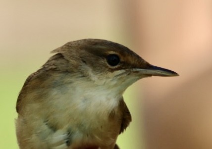 Common Reed Warbler - ML609532915