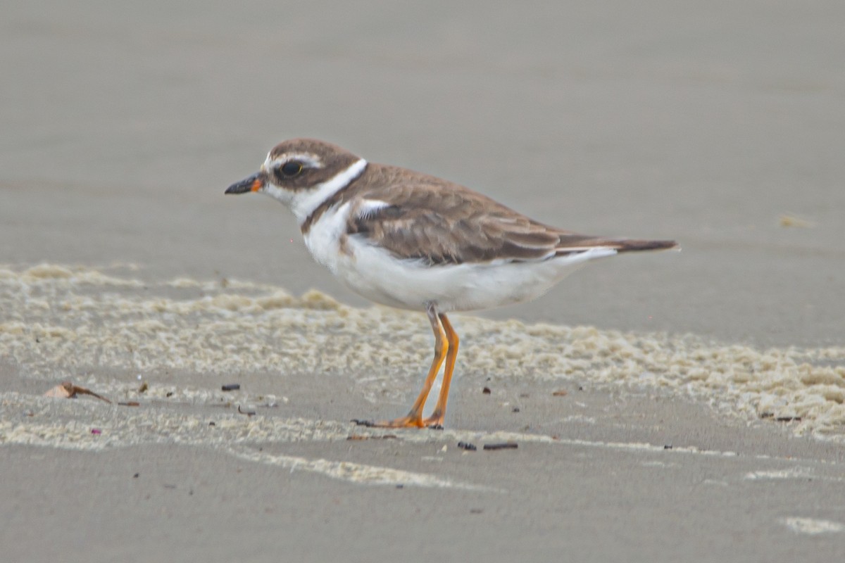 Semipalmated Plover - ML609532992