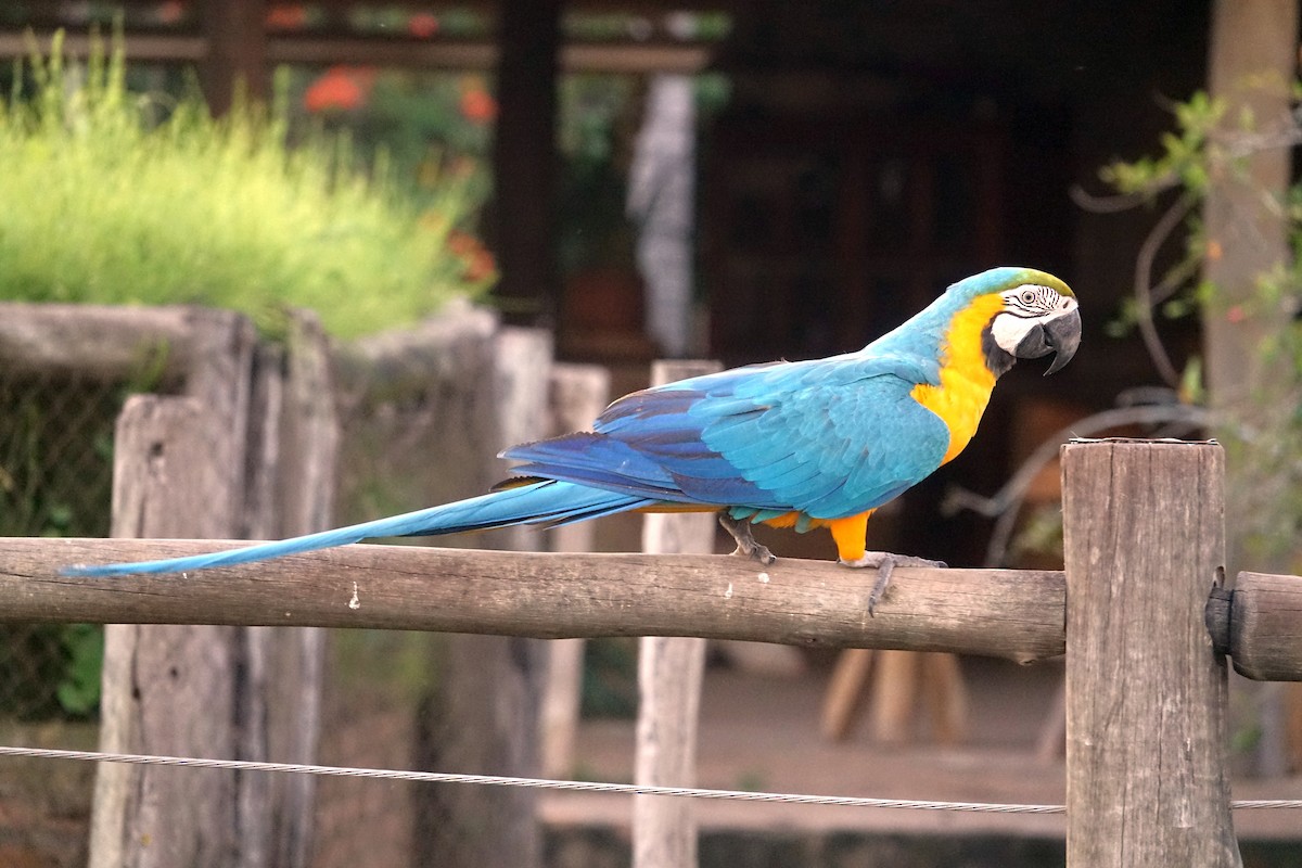 Blue-and-yellow Macaw - ML609533040