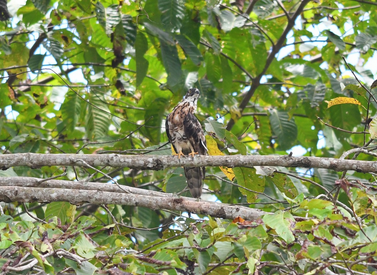 Sulawesi Honey-buzzard - Joshua Vandermeulen