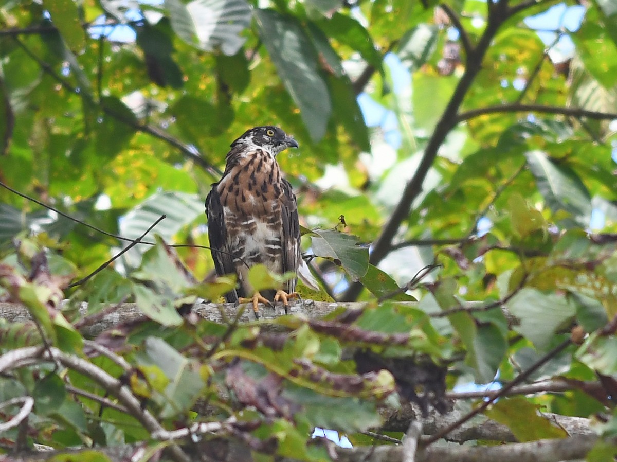Sulawesi Honey-buzzard - Joshua Vandermeulen