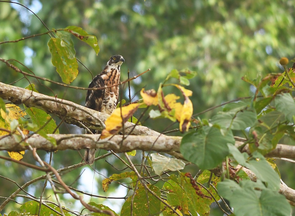 Sulawesi Honey-buzzard - ML609533599