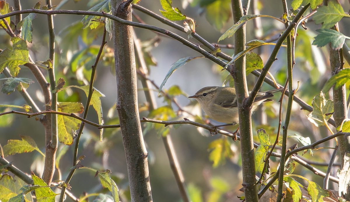 Hume's Warbler - ML609533859