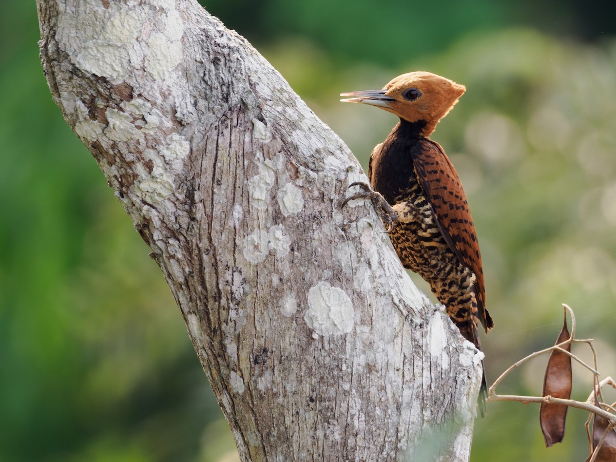 Ringed Woodpecker (Amazonian Black-breasted) - ML609534687