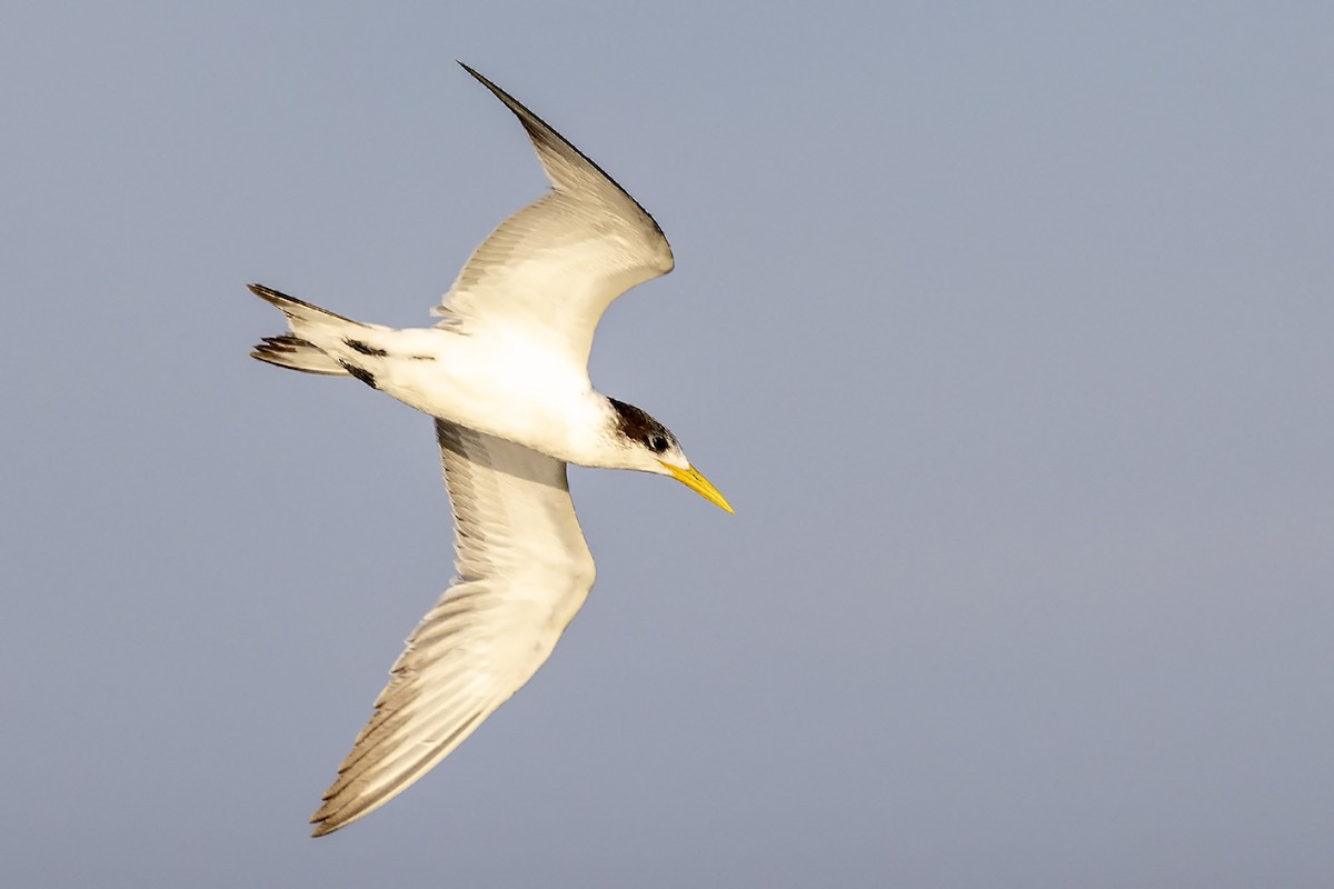 Great Crested Tern - Niall D Perrins