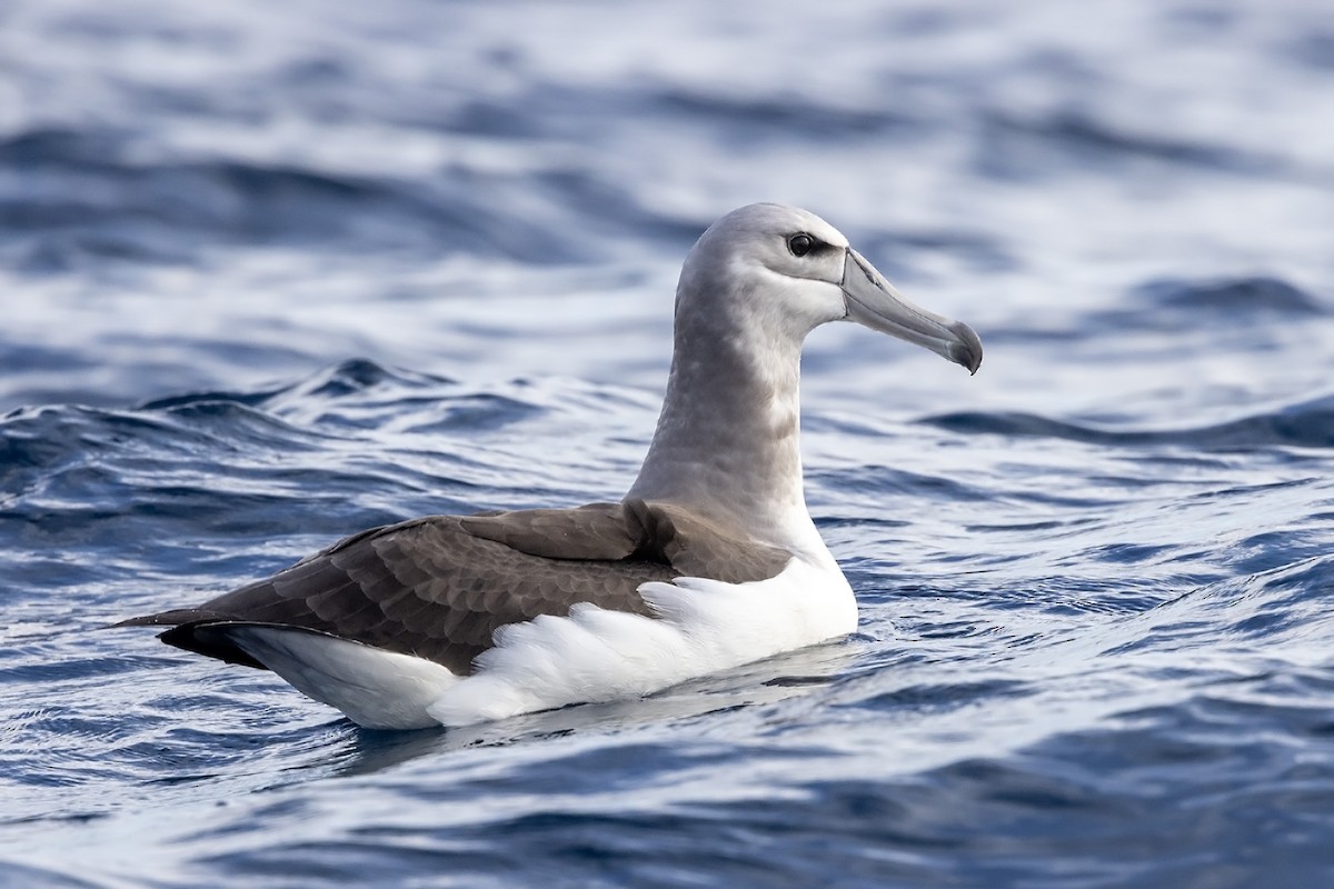 White-capped Albatross (steadi) - Niall D Perrins