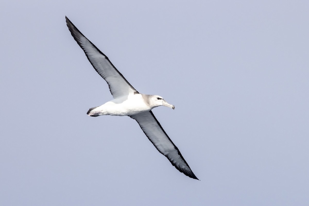 White-capped Albatross (steadi) - ML609534852