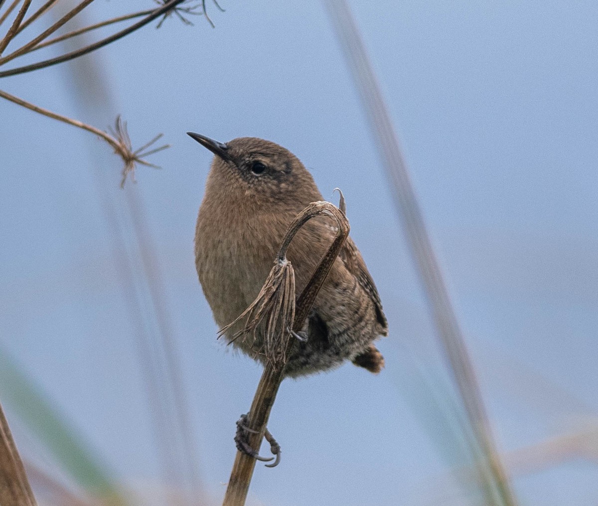 Pacific Wren (alascensis Group) - ML609535095