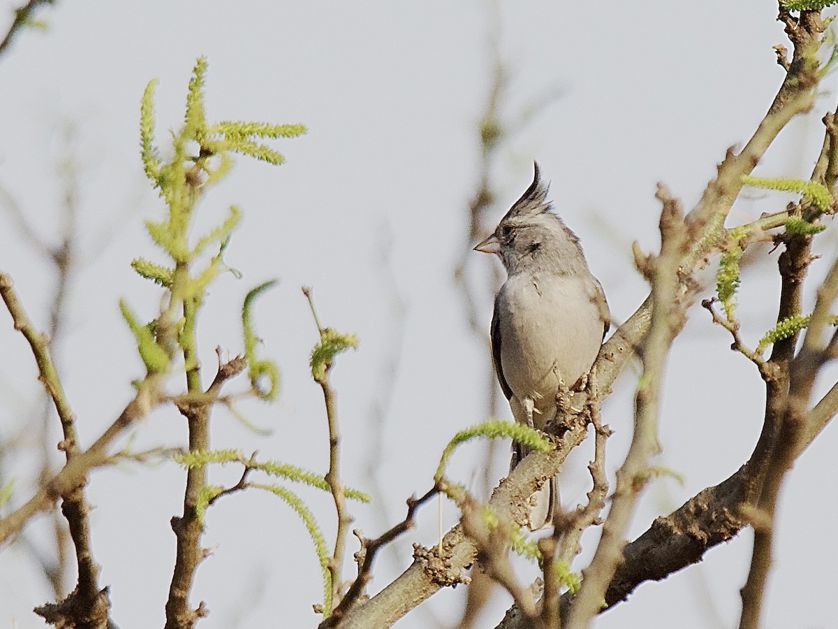 Gray-crested Finch - Craig Rasmussen