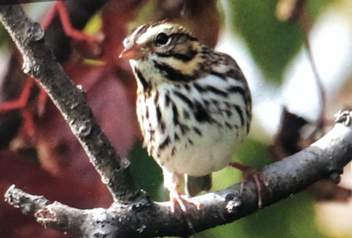 Savannah Sparrow - ML609535294