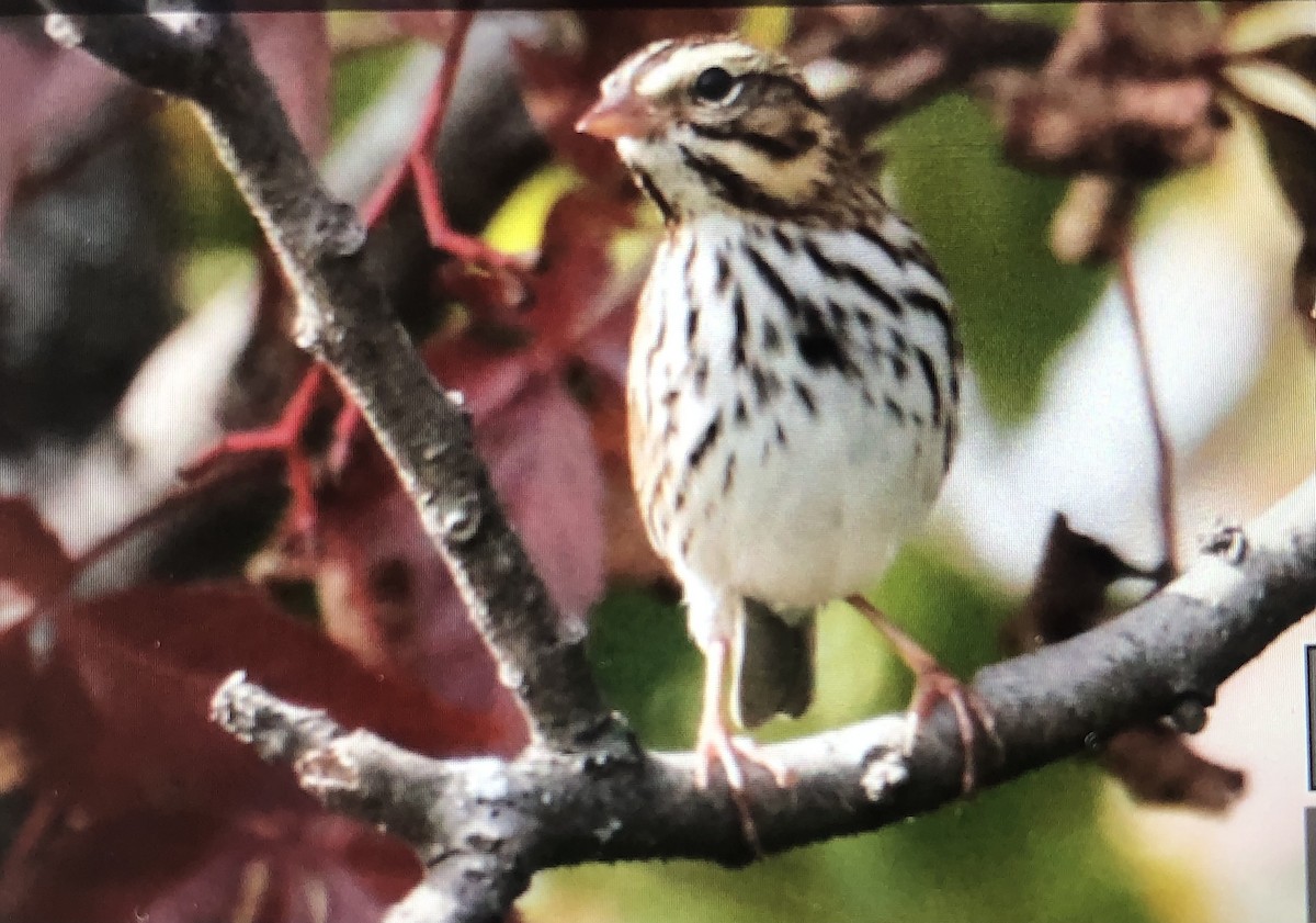 Savannah Sparrow - ML609535295
