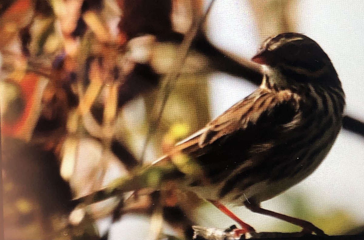 Savannah Sparrow - ML609535296