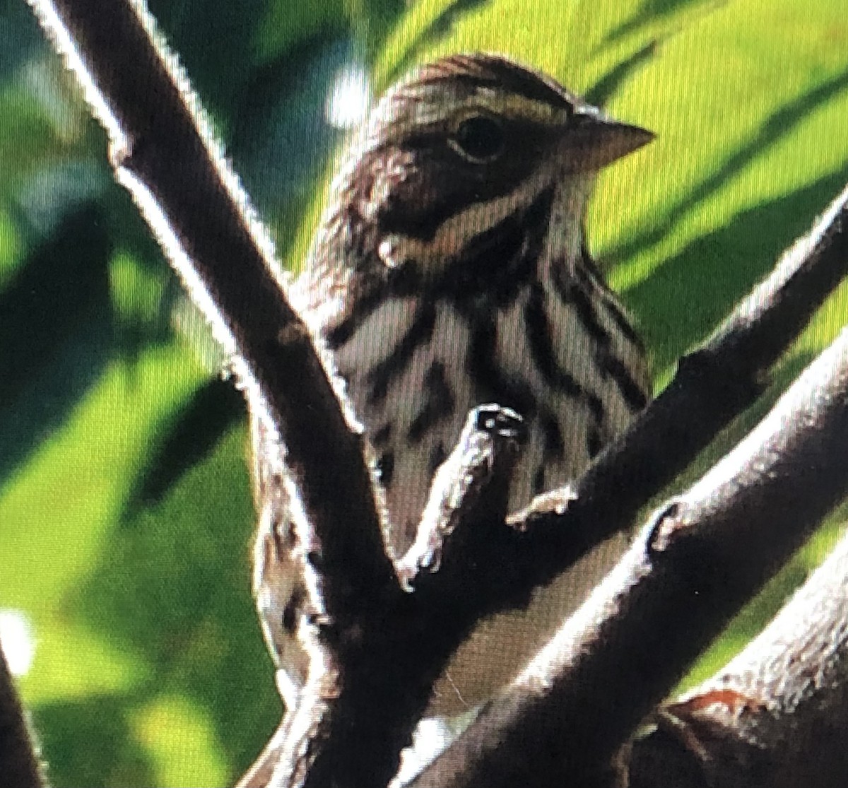 Savannah Sparrow - ML609535297
