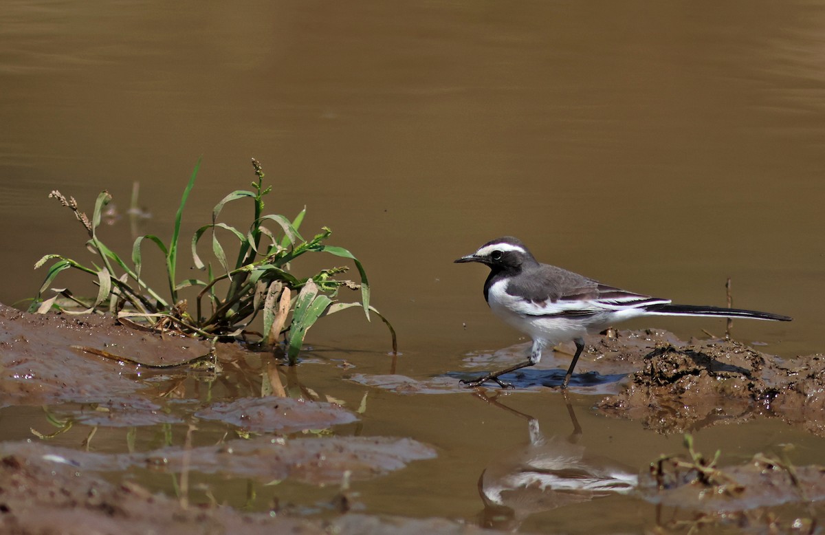White-browed Wagtail - ML609535469