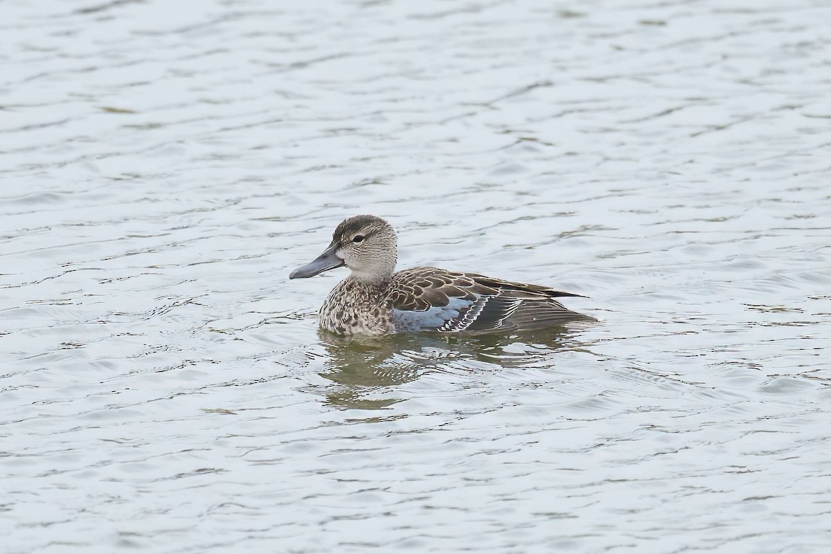 Blue-winged Teal - ML609535496