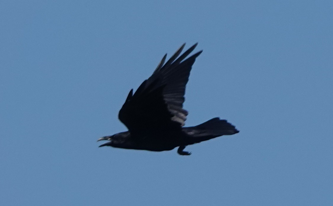 Common Raven - ML609535507