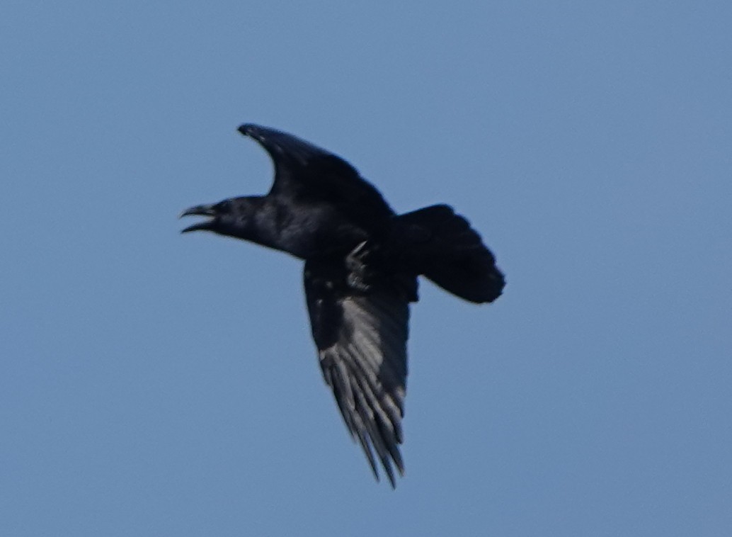 Common Raven - ML609535508