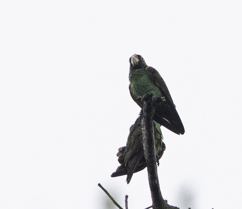 Red-fronted Parrot - ML609535553