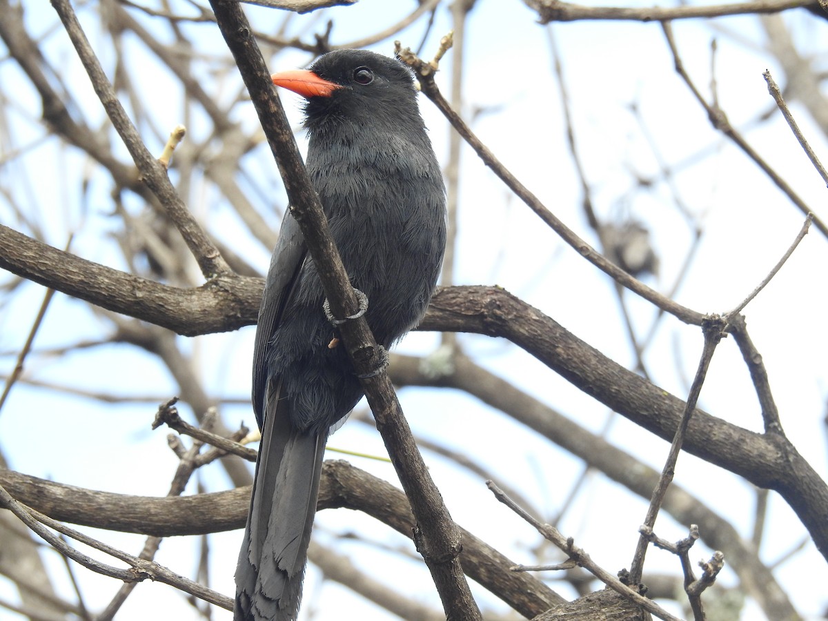 Black-fronted Nunbird - Nícolas Figueiredo