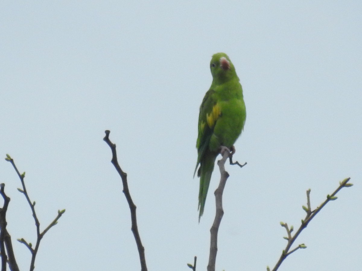 Yellow-chevroned Parakeet - Nícolas Figueiredo