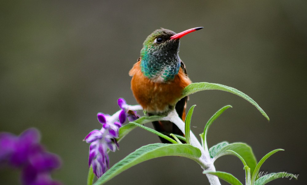 Amazilia Hummingbird - Milagros Vargas