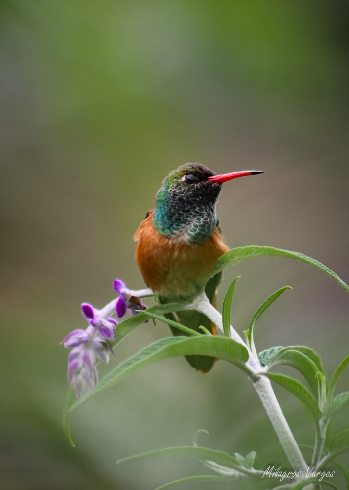 Amazilia Hummingbird - ML609535642