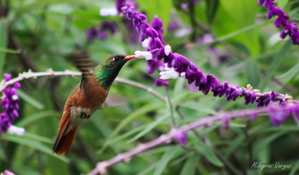 Amazilia Hummingbird - Milagros Vargas