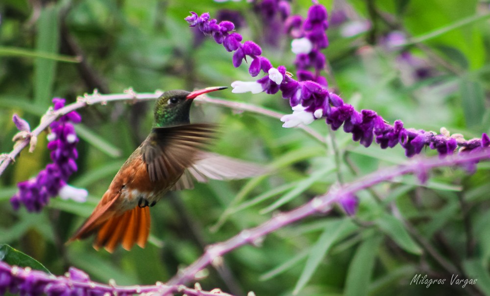 Amazilia Hummingbird - ML609535644