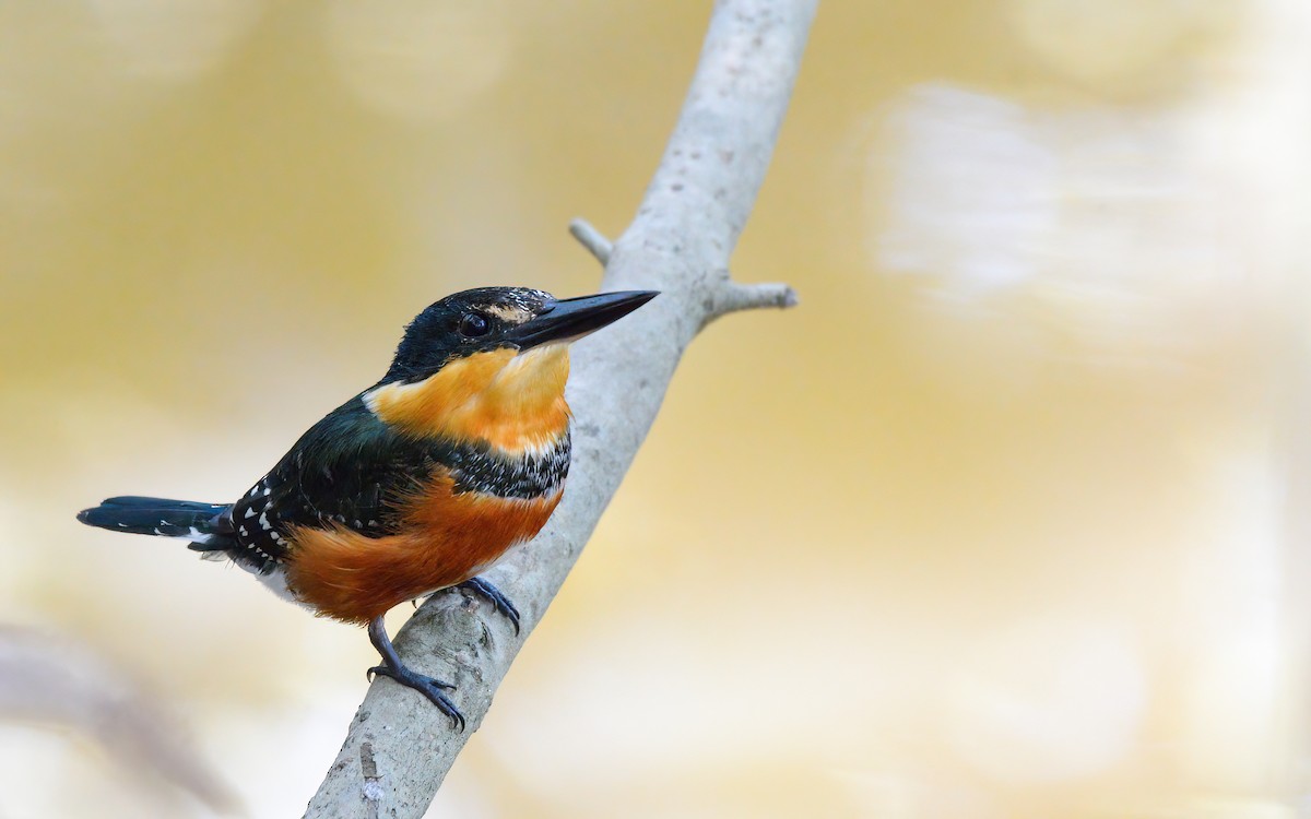 American Pygmy Kingfisher - Luis Trinchan