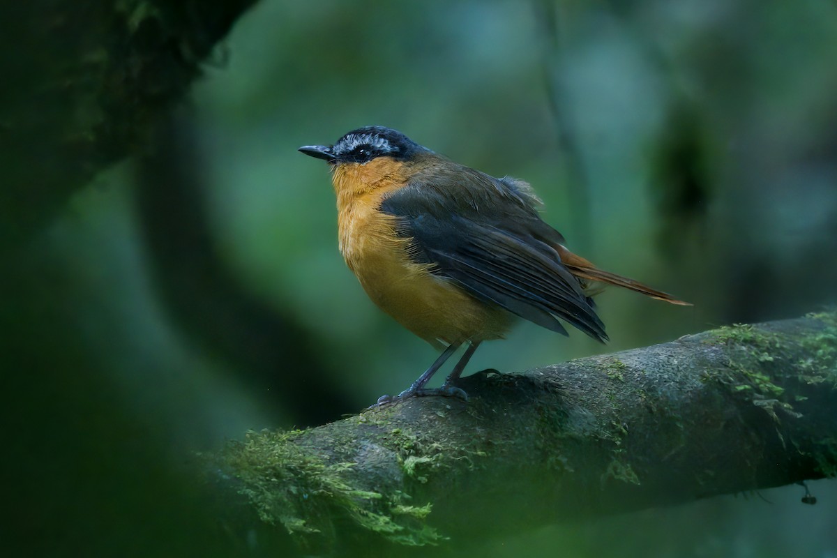 Gray-winged Robin-Chat - ML609535794