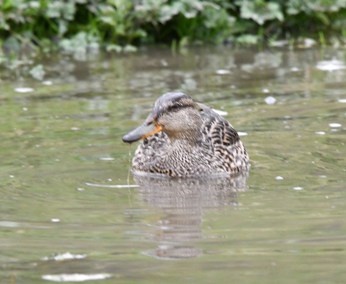 Green-winged Teal (Eurasian) - A Emmerson