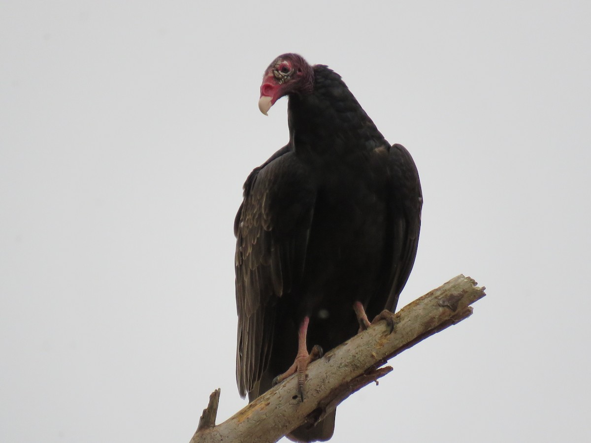 Turkey Vulture - Chuck Jones