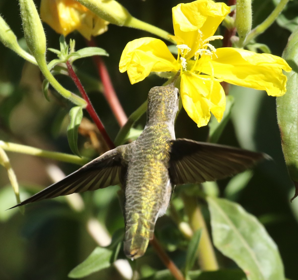 Anna's Hummingbird - ML609537321