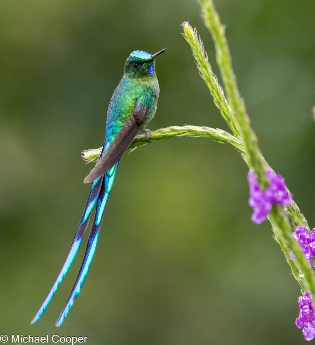 Long-tailed Sylph - ML609537445