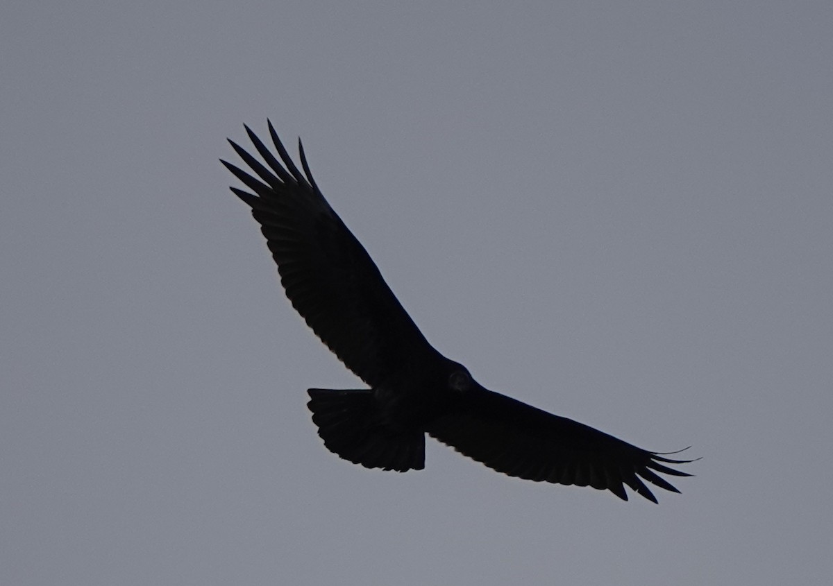 Turkey Vulture - ML609537535