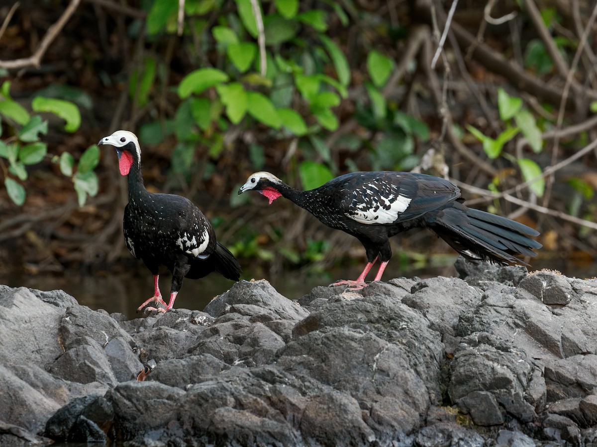 Red-throated Piping-Guan - ML609537945