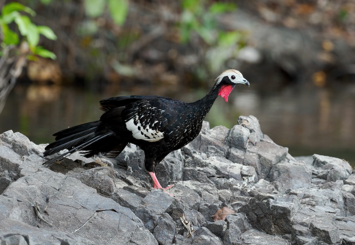 Red-throated Piping-Guan - ML609537946