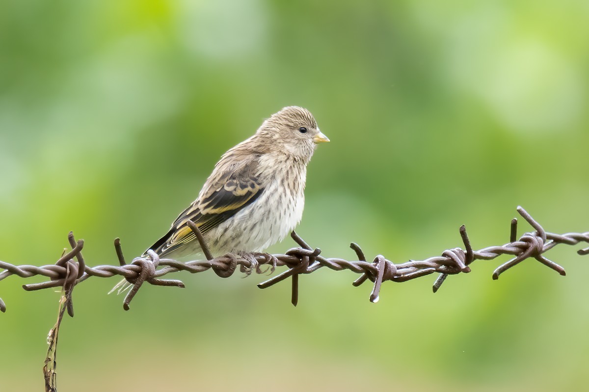 Yellow-crowned Canary - ML609537971