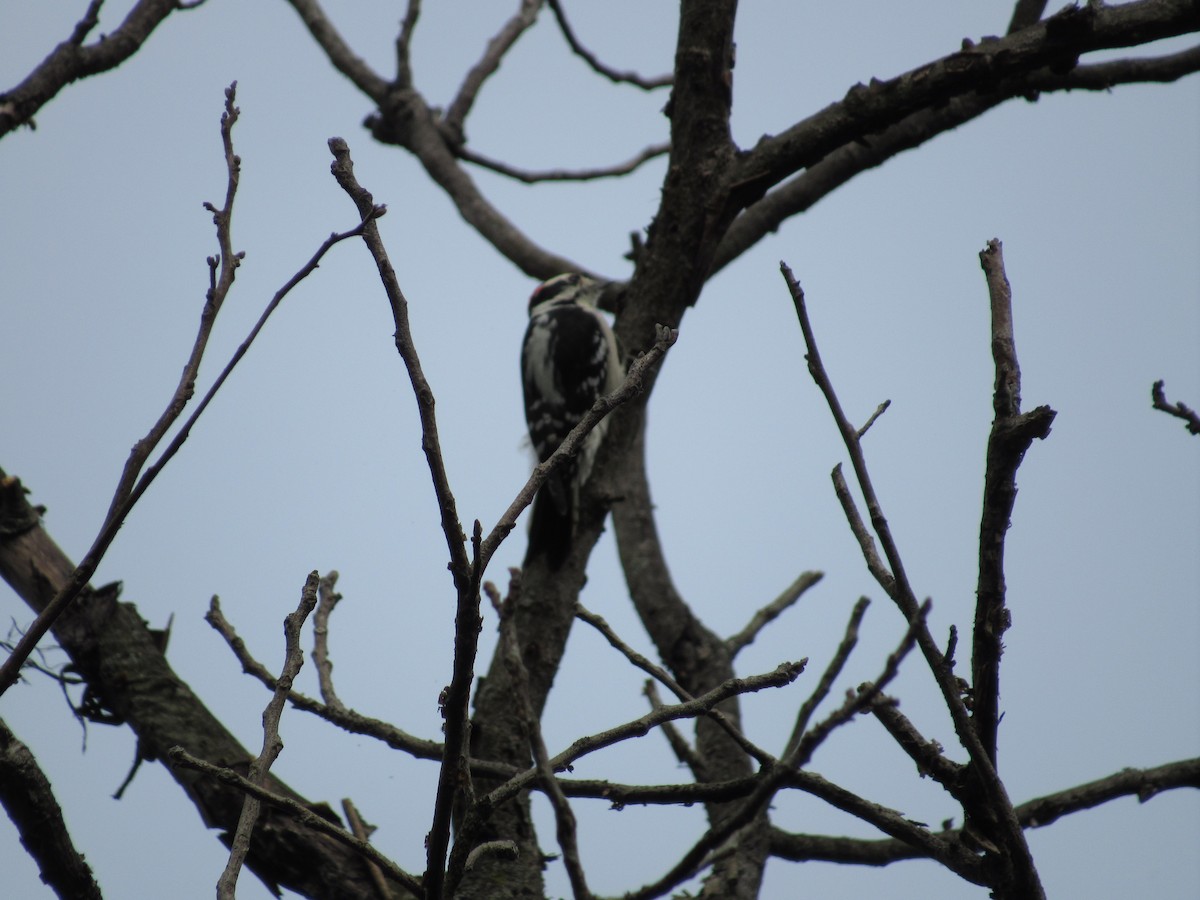 Downy Woodpecker (Eastern) - ML609538058
