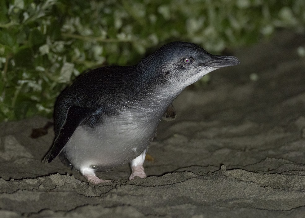 Пінгвін малий - ML609538320