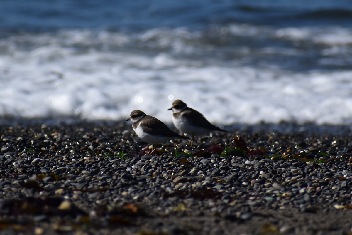 Semipalmated Plover - ML609538532