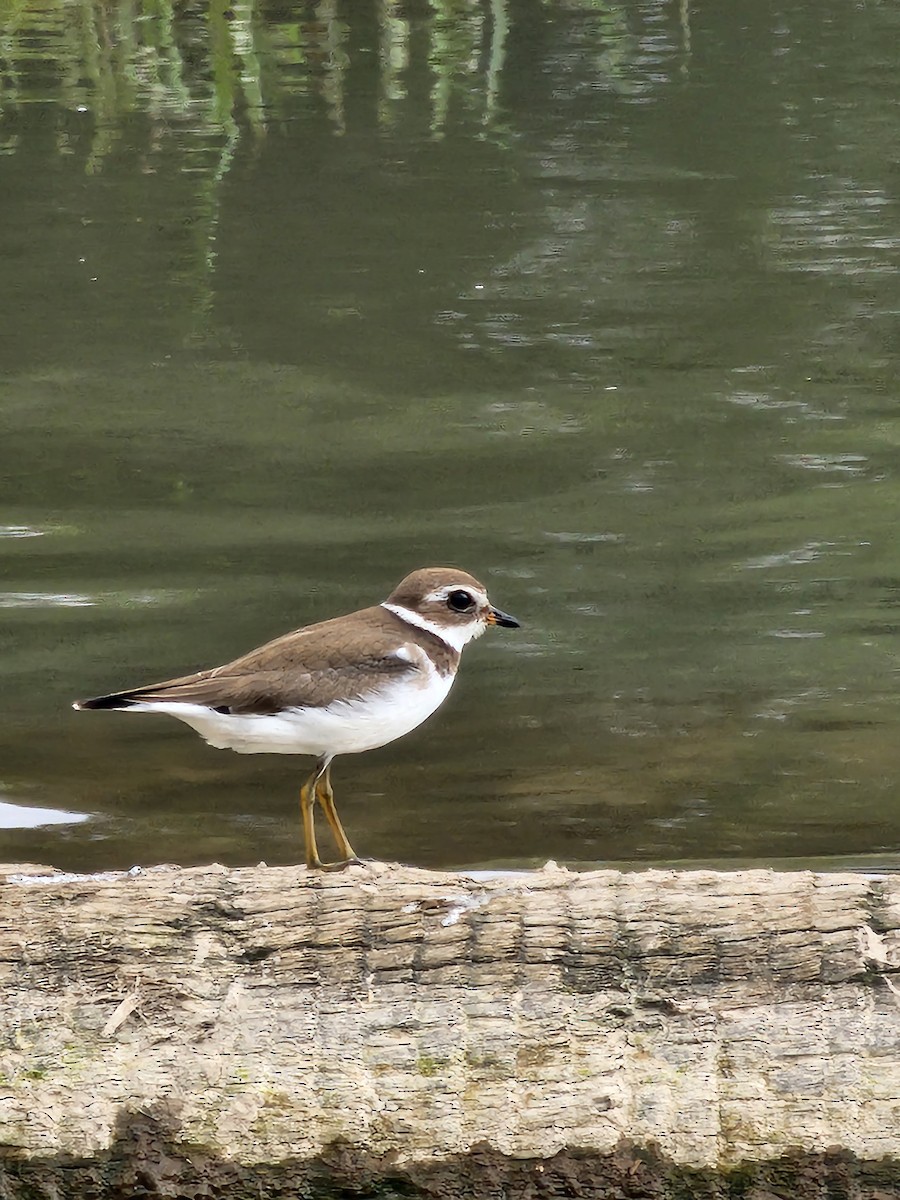 Semipalmated Plover - ML609538533