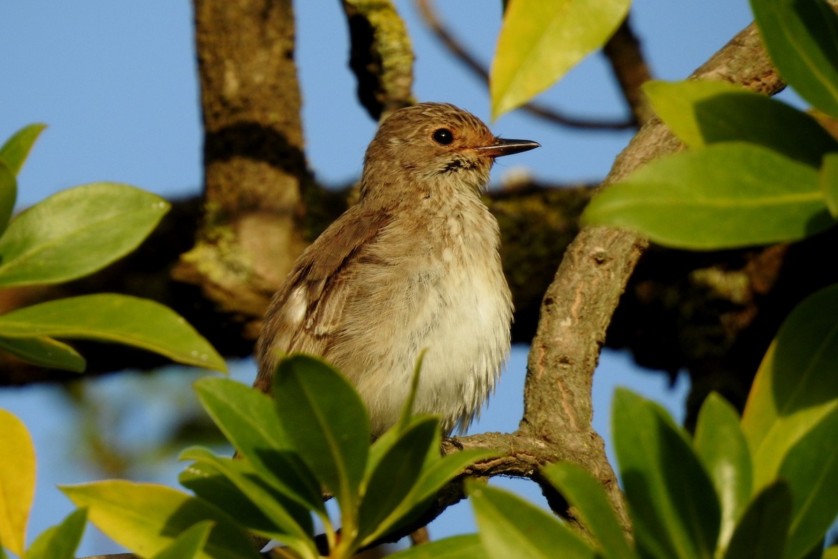 Spotted Flycatcher - Pedro Moreira