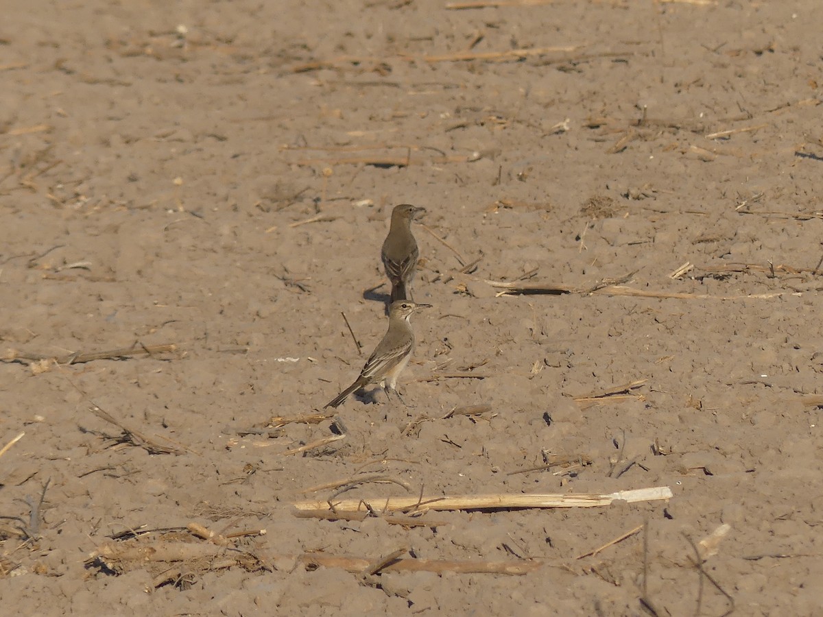 Gray-bellied Shrike-Tyrant (micropterus) - ML609538963