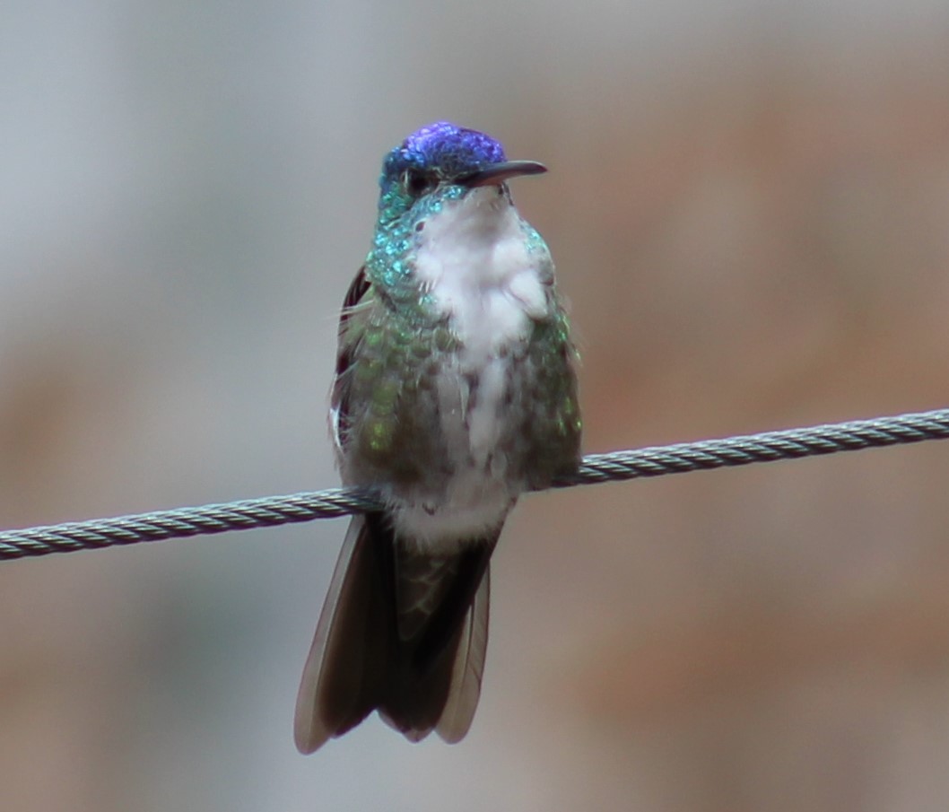 Azure-crowned Hummingbird (Azure-crowned) - ML609539643