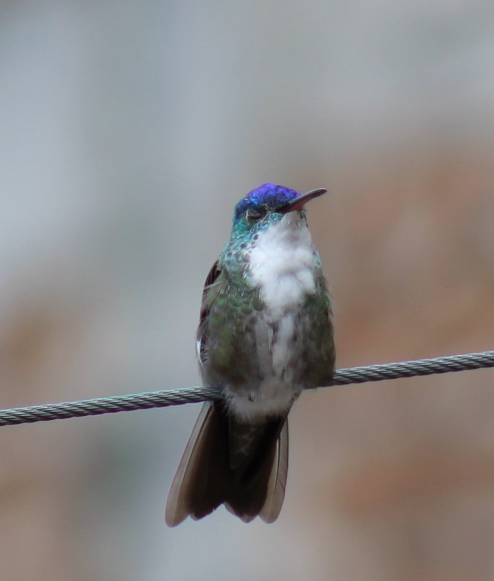 Azure-crowned Hummingbird (Azure-crowned) - ML609539645