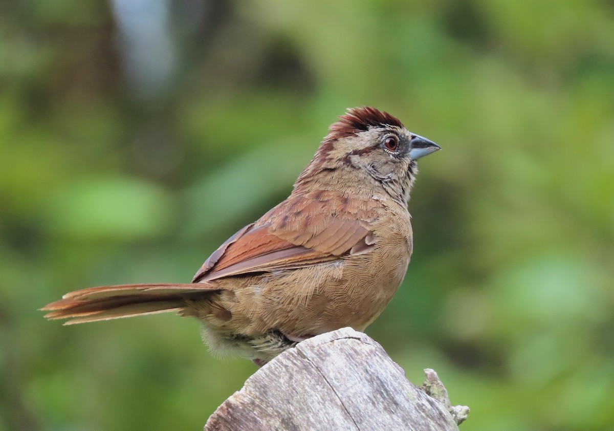 Rusty Sparrow - ML609539760