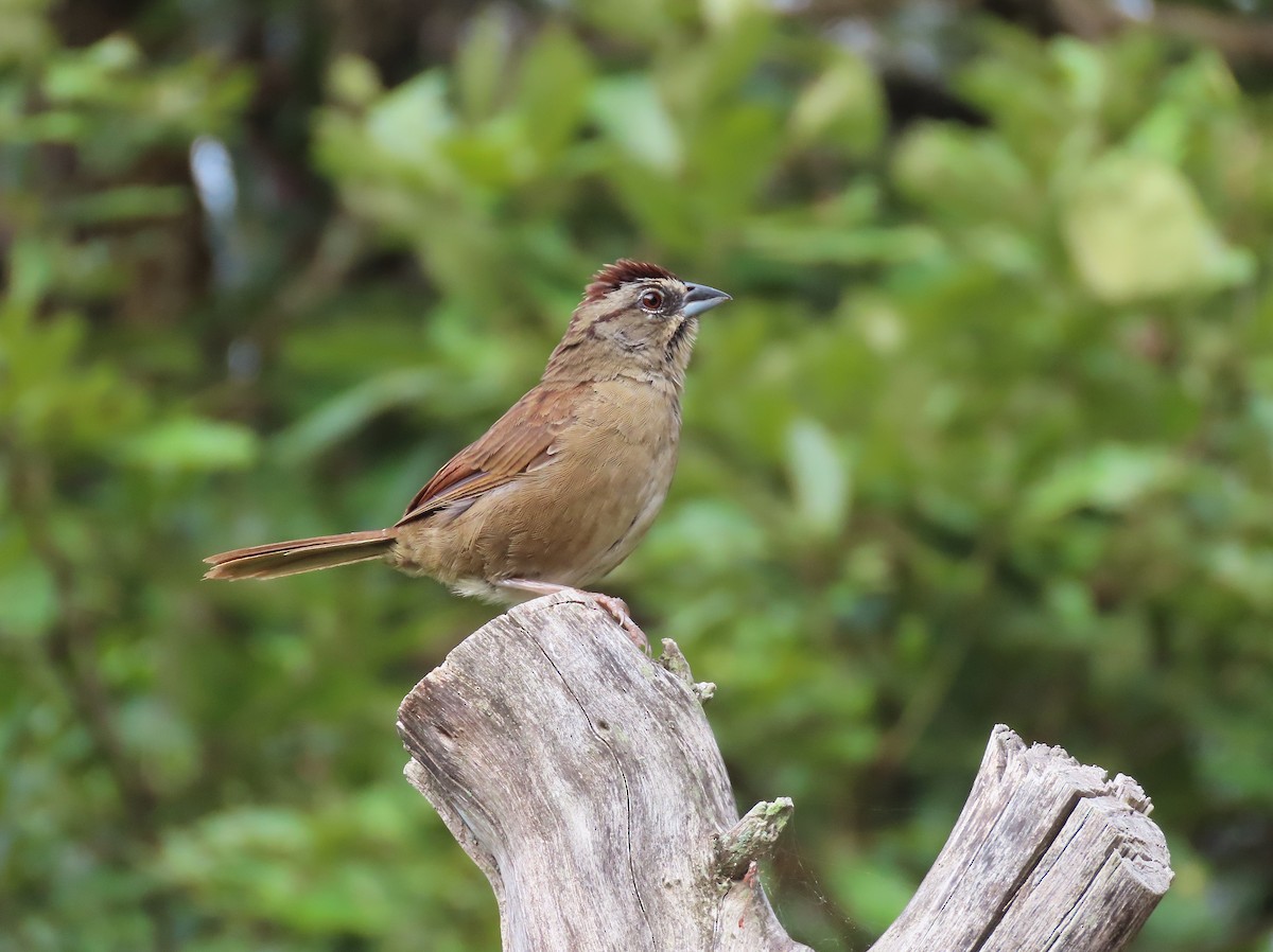 Rusty Sparrow - ML609539764
